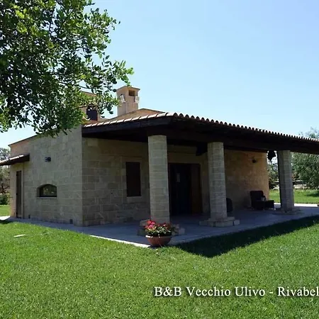Il Vecchio Ulivo *